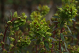 Euphorbia x martinii bestellen